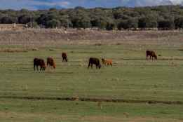 La Junta urge a implicarse con ganaderos afectados por EHE