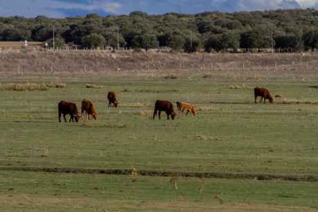 La Junta urge a implicarse con ganaderos afectados por EHE