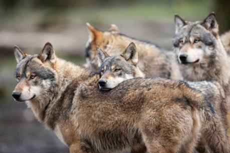 La Junta presenta alegaciones para cambiar estatus del lobo