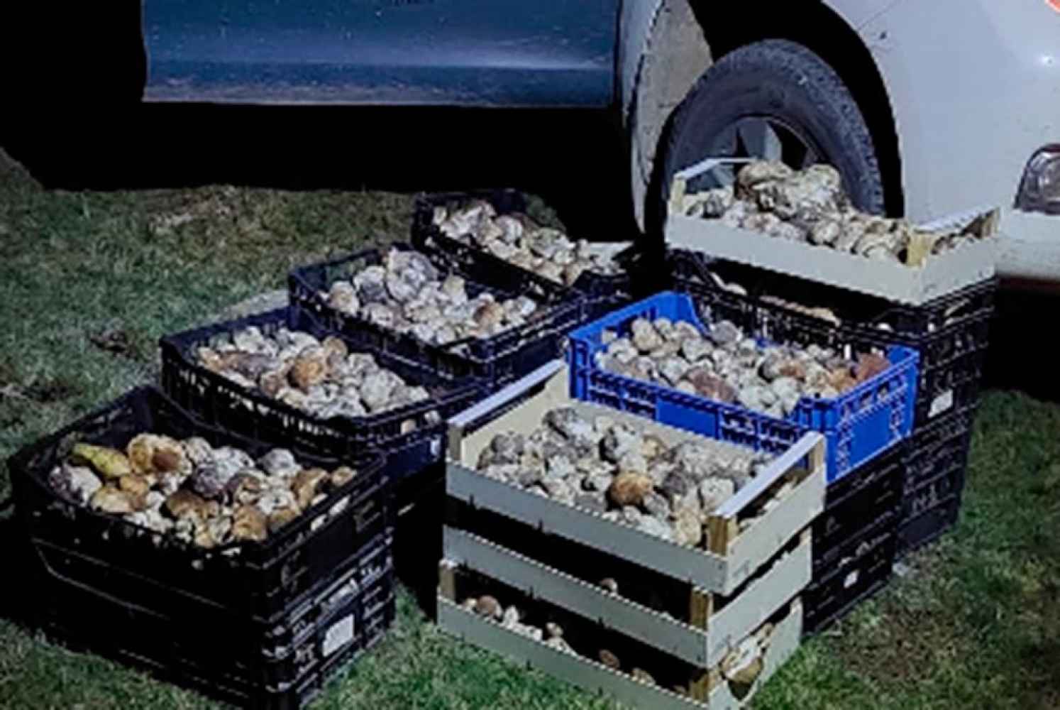 Incautados 458 kilogramos de Boletus durante puente de San Saturio