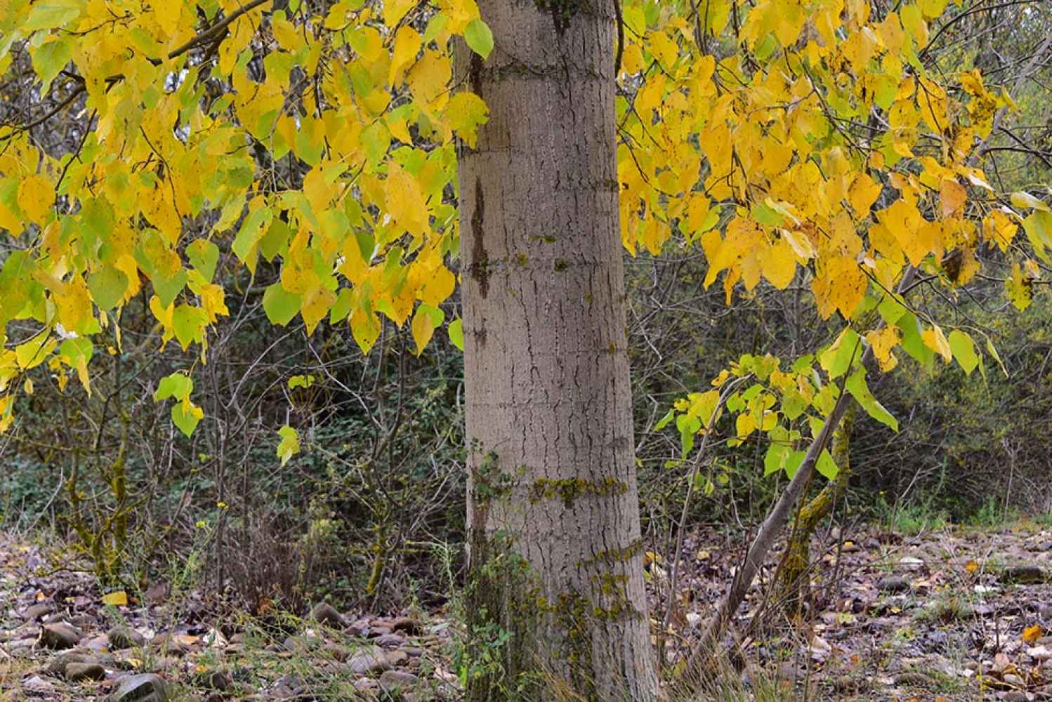 El otoño entra en Tardesillas - fotos