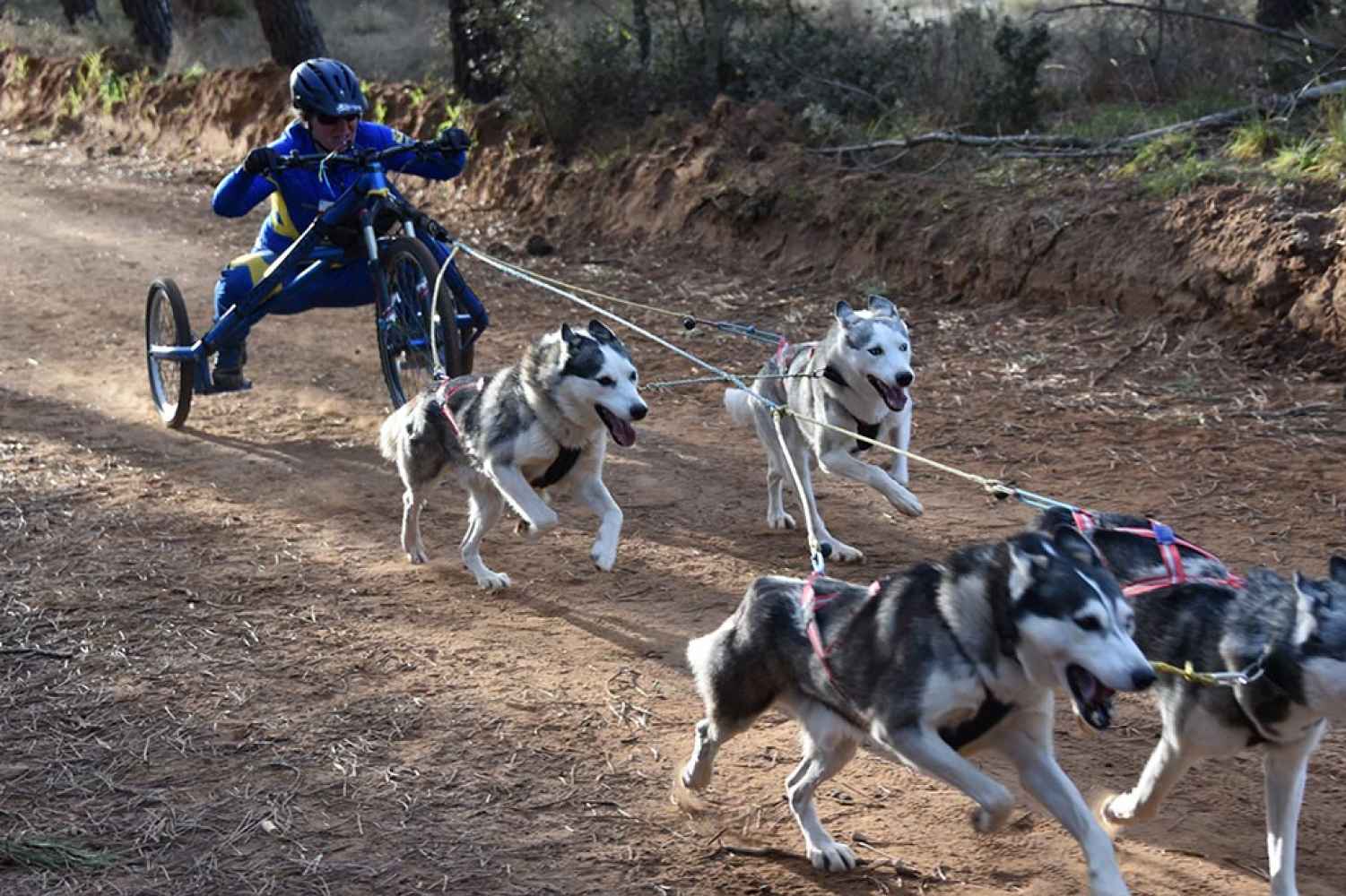 Mundial de Mushing de Tierra, en Ólvega (y II) - fotos
