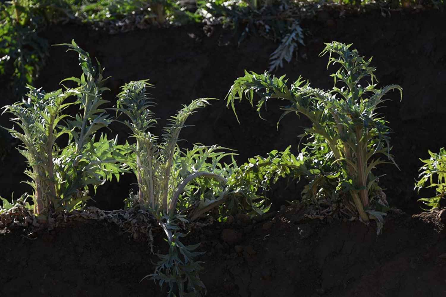 Las Huertas Árabes de Ágreda - fotos