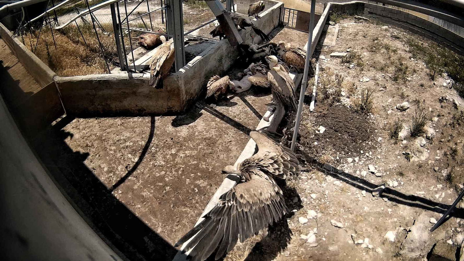 Buitres en "la granja del terror", en Burgos