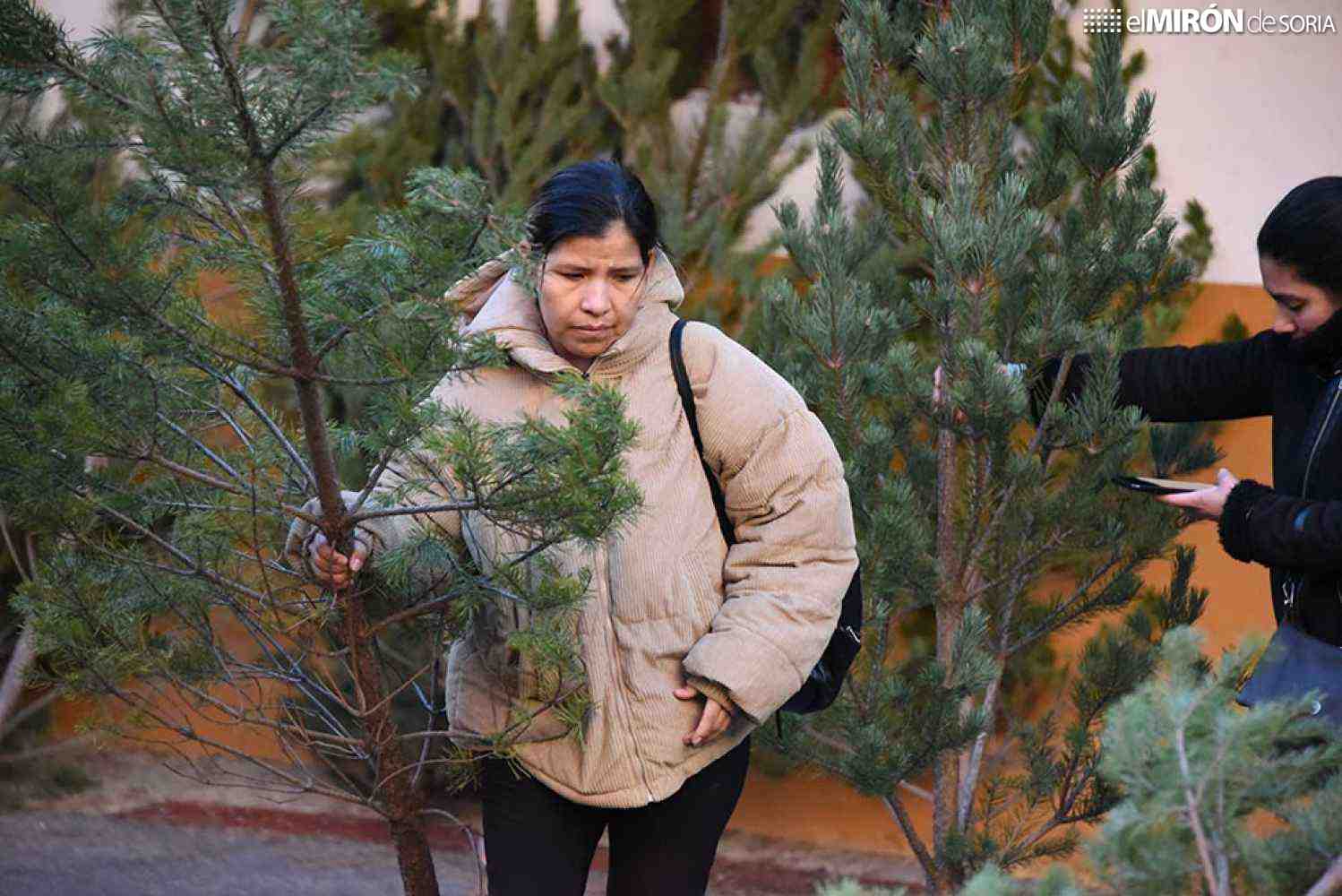 El árbol de Navidad se reparte en Soria