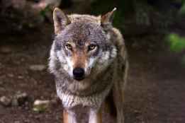 Bruselas pide rebajar la protección del lobo