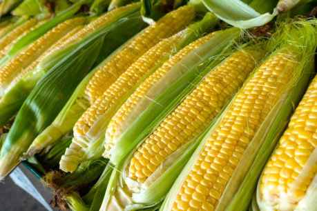 Itacyl participa en snack de maíz saludable