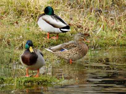 La Junta actualiza censo de aves acuáticas en Castilla y León