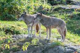 Apoyo a protección "atenuada" de lobo al norte del río Duero