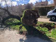 Las fuertes rachas de viento derriban árboles en Soria