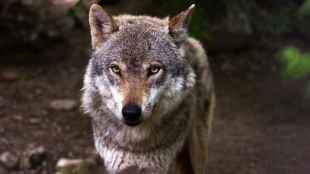El lobo mata 5.566 cabezas de ganado en Castilla y León en 2023