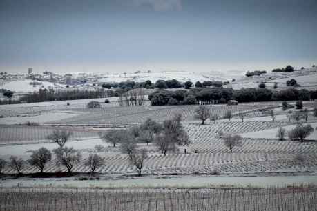 Itacyl participa en proyecto europeo para mejorar paisajes vitivinícolas