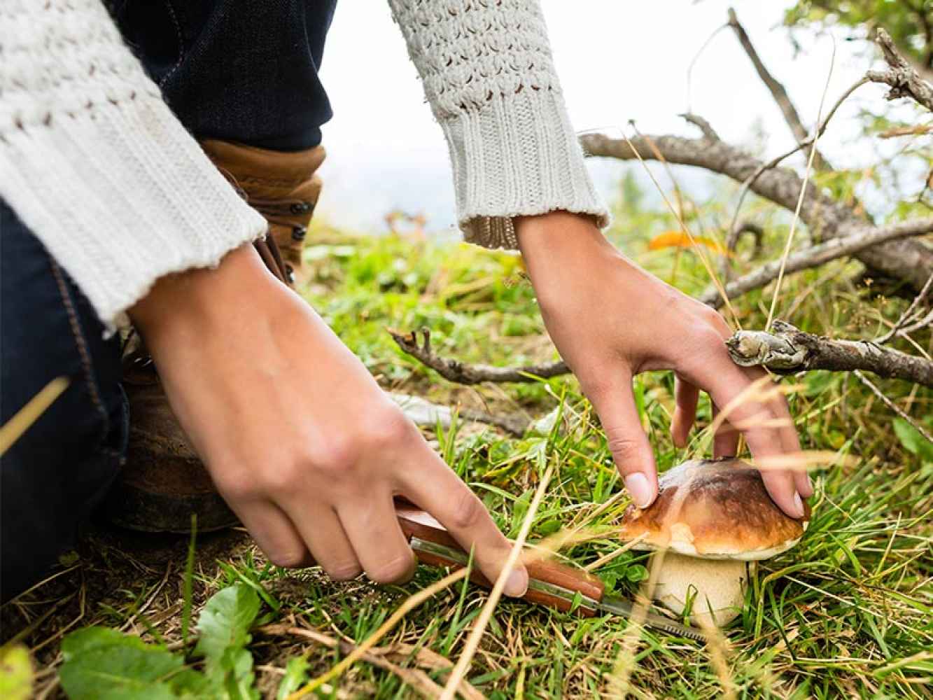 Cifra récord de permisos micológicos en Montes de Soria