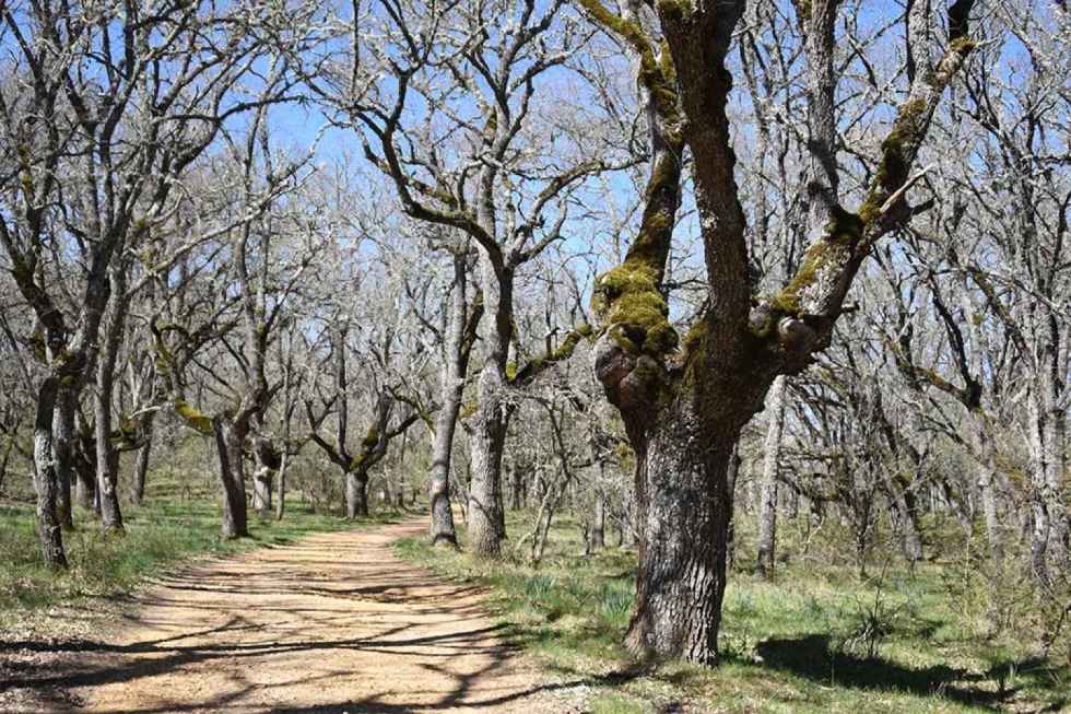 Junta de los Ríos, en Soria - fotos