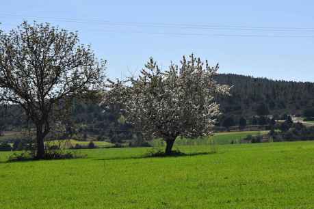 Primavera en el valle del Ucero - fotos
