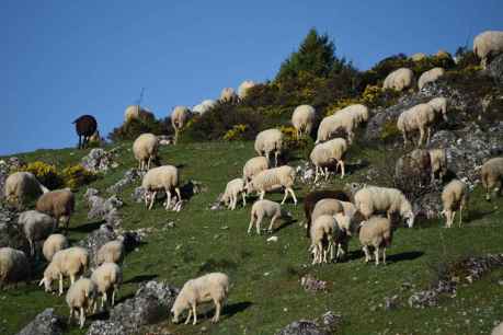 Rebaño de ovejas en Arganza - fotos