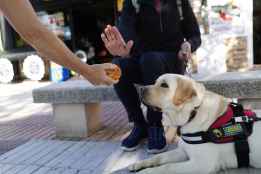 Los perros guía de la ONCE en Soria piden que no los distraigas con alimentos 
