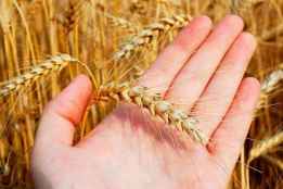 ASAJA Soria pide constituir comisión para controlar importaciones de trigo 