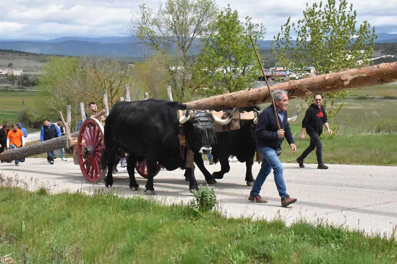Transporte del pino Mayo en Cabrejas del Pinar - fotos