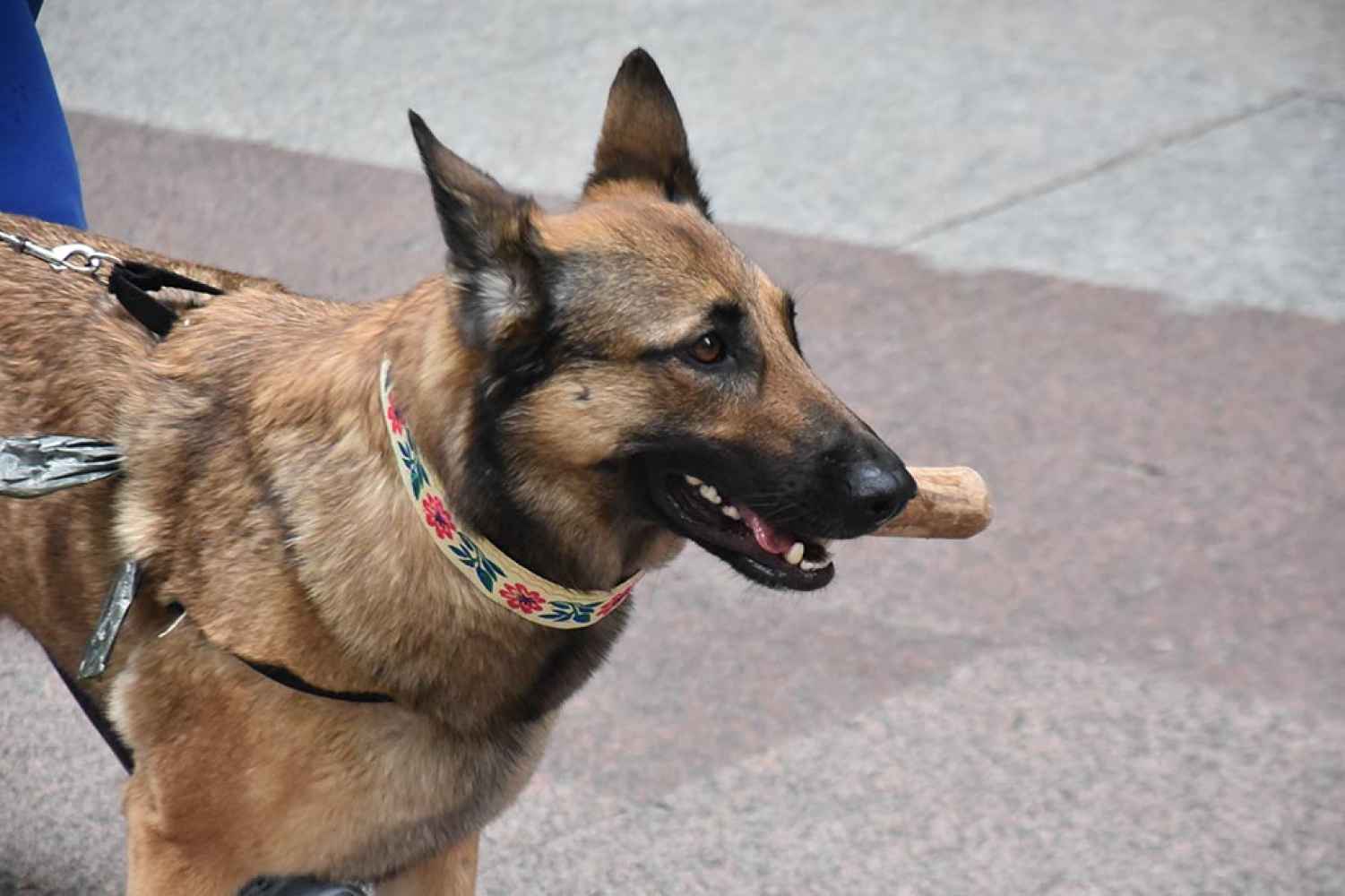 Soria celebra IV Feria de Mascotas - fotos