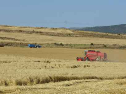 El TSJCyL anula resolución que prohibió cosechar en Soria en 2022