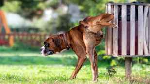 Valladolid obligará a limpiar orines de perros a sus propietarios