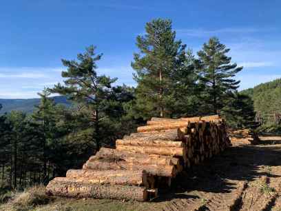 Cesefor asiste en Madrid al lanzamiento de proyecto sobre gestión forestal