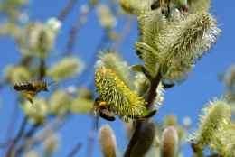 Consejos de Salud de Castilla y León para alérgicos al polen