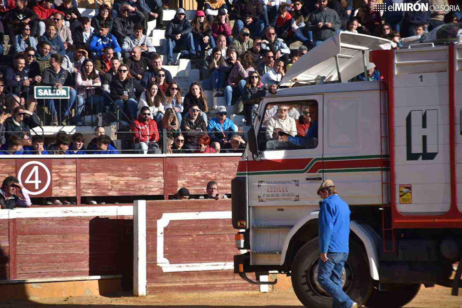 Los toros de San Juan, preparados en Brihuega para su traslado a Soria