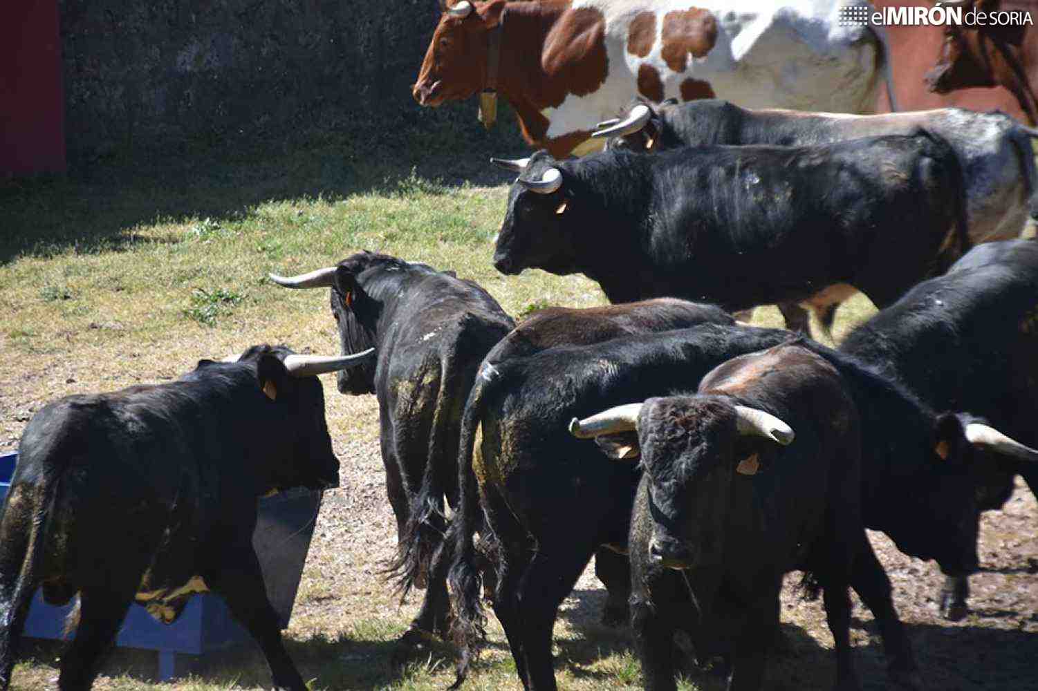 El Desencajonamiento da el pistoletazo de salida a los eventos sanjuaneros en Valonsadero 