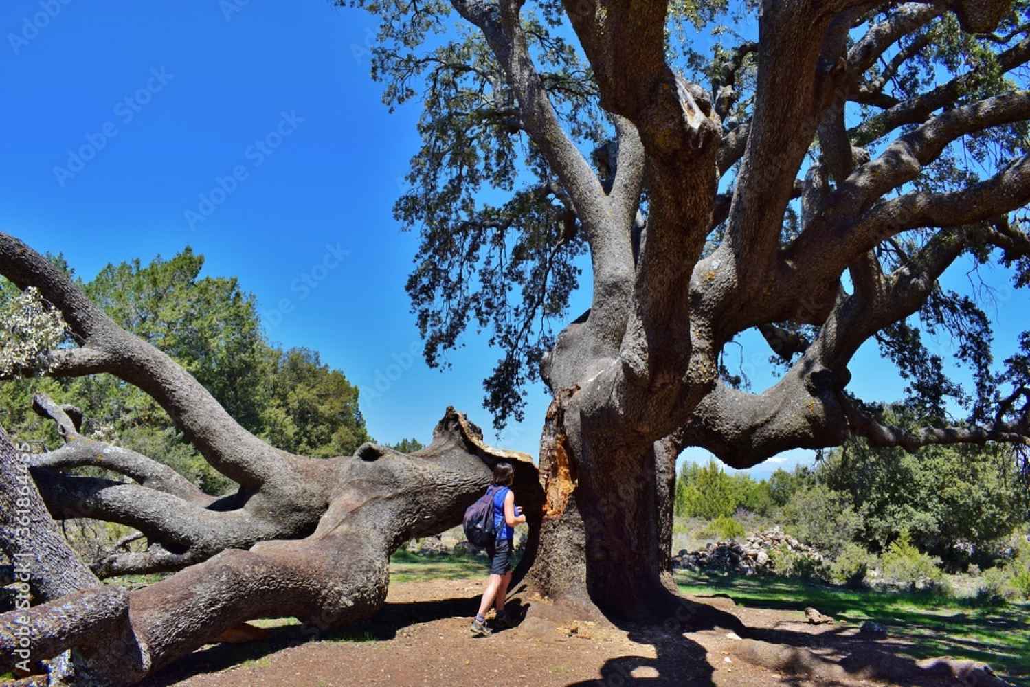 Convocado IV Concurso de Fotografía "Comarca de Tiermes"