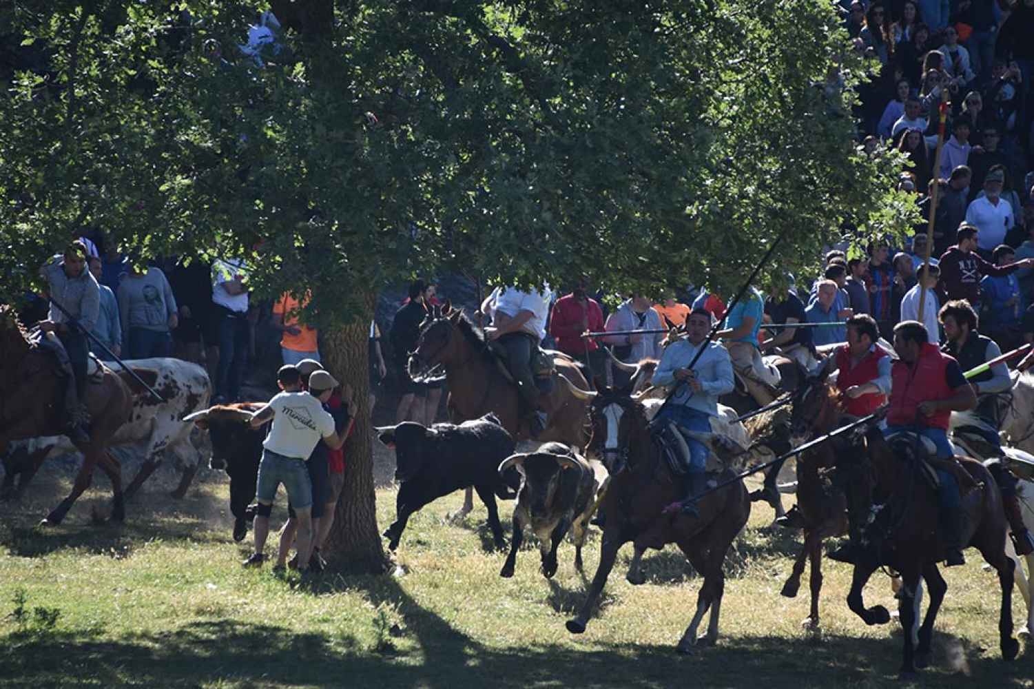 San Juan 2024: Encierro de La Compra - fotos