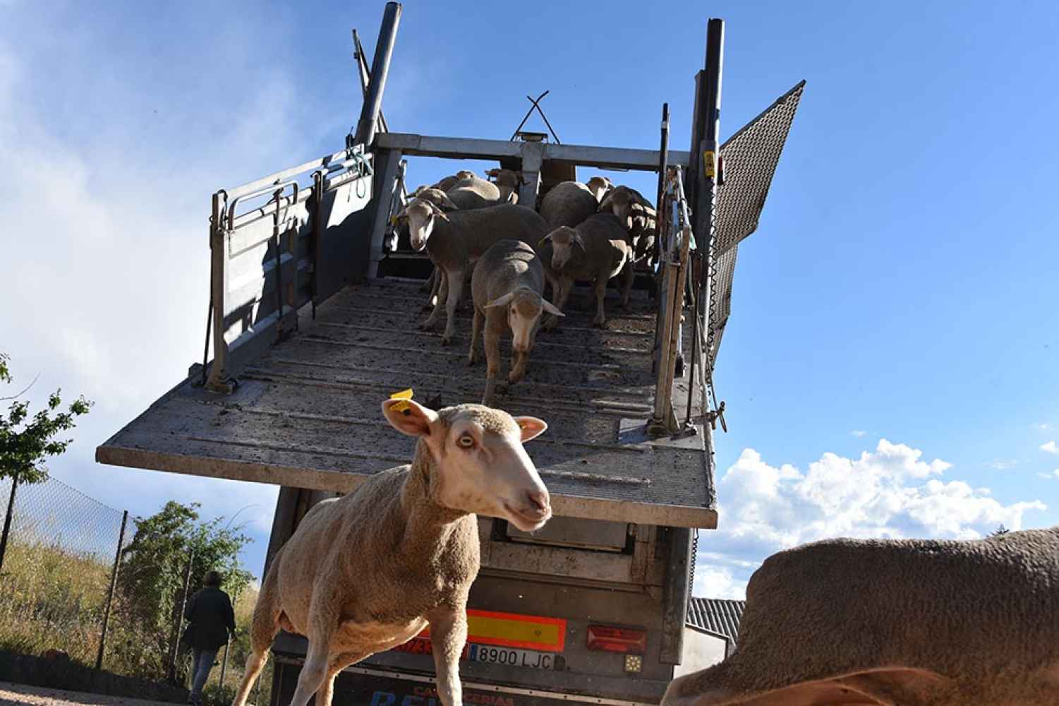 La trashumancia desembarca en Soria - fotos