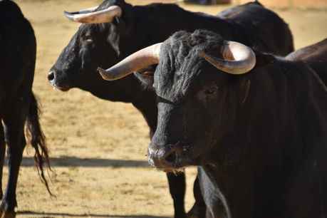 San Juan: desencajonamiento en plaza de toros - fotos