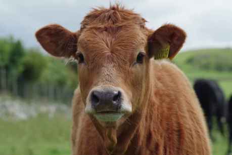 Unión de Uniones critica escasa representación ganadera en gestión de sanidad animal