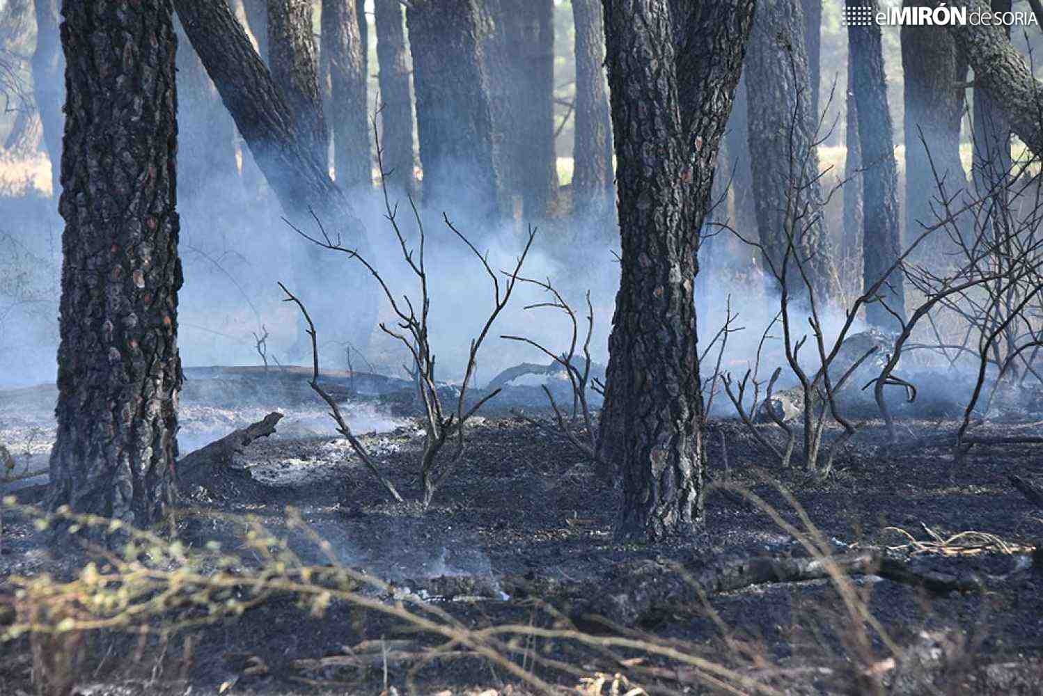 Un incendio calcina cinco hectáreas de pinar y cereal en Los Rábanos
