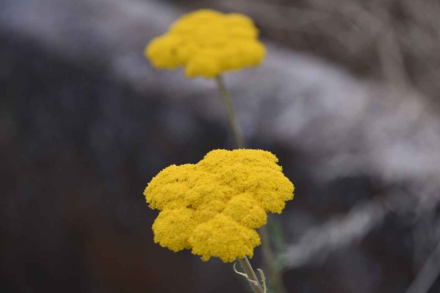 Convocado concurso de fotografía botánica de Castilla y León