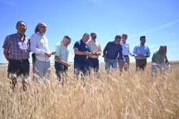 La Junta prevé buenos resultados en cosecha cerealista en Castilla y León