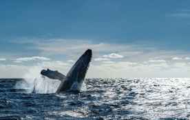 23 de julio: Día Mundial de las Ballenas y los Delfines