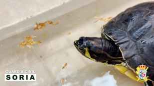 Rescatada tortuga exótica que fue abandonada en un domicilio de Soria