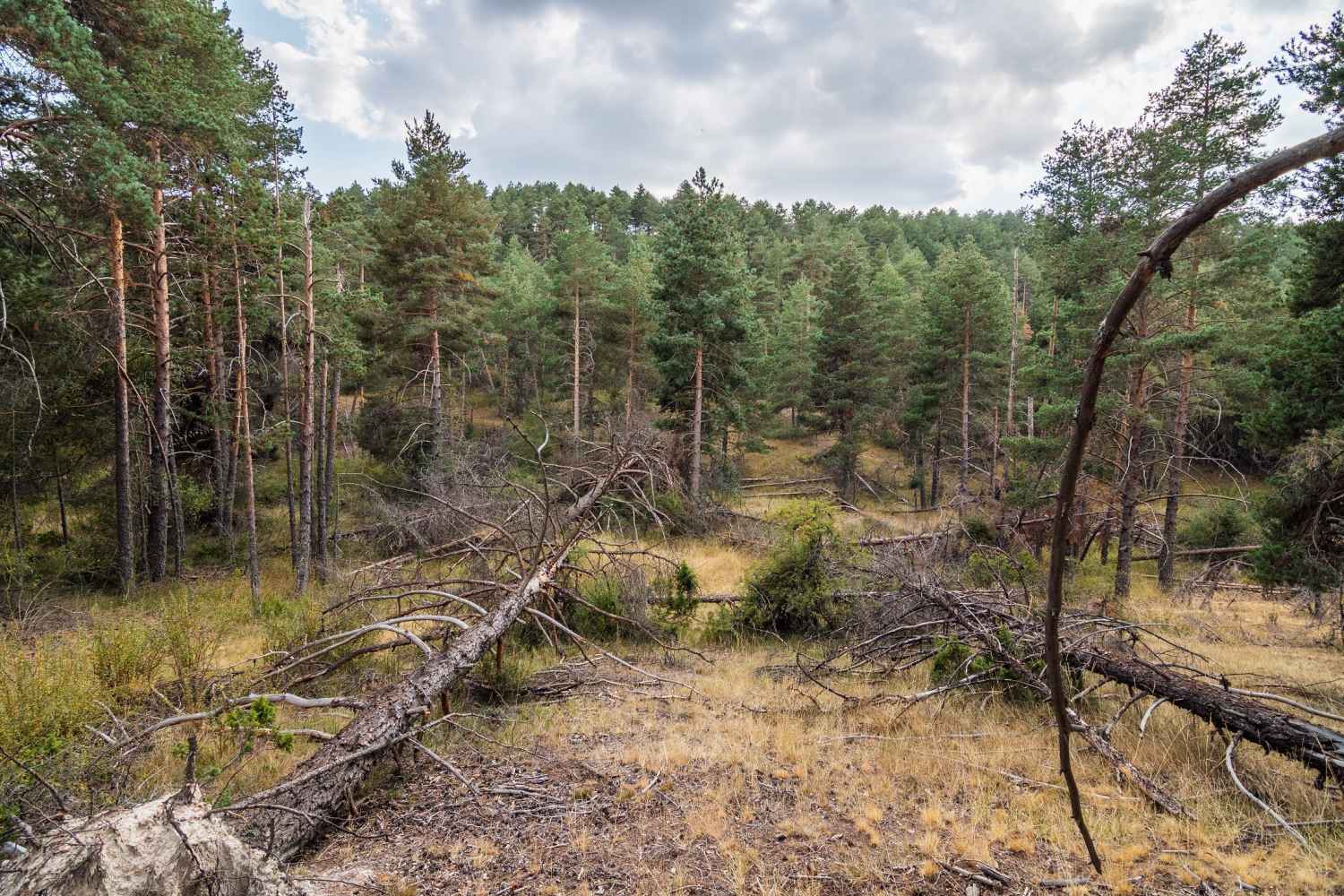 Global Nature plantea decálogo para combatir incendios forestales