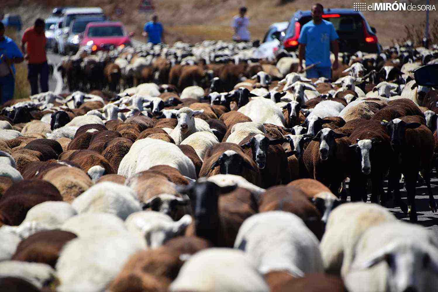 El Consejo Provincial Agrario de Soria mantiene precios de pastos 