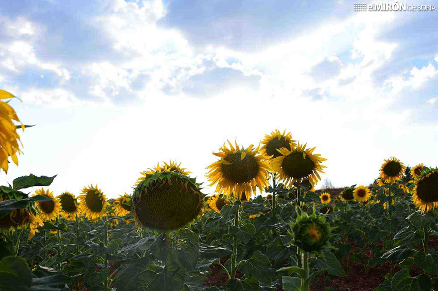 Agroseguro abre plazo para suscribir seguros de herbáceos