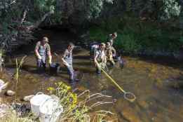 La Junta rescata los peces que se quedan en pozas aisladas en el río Tera