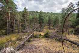 Global Nature plantea decálogo para combatir incendios forestales