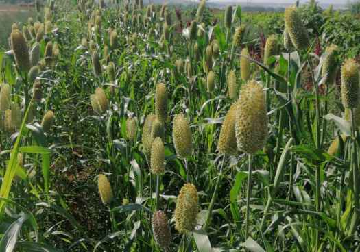 Agroseguro supera 40 millones abonados a productores de cultivos herbáceos en 2026