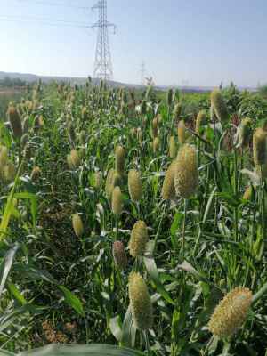 Agroseguro supera 40 millones abonados a productores de cultivos herbáceos en 2026