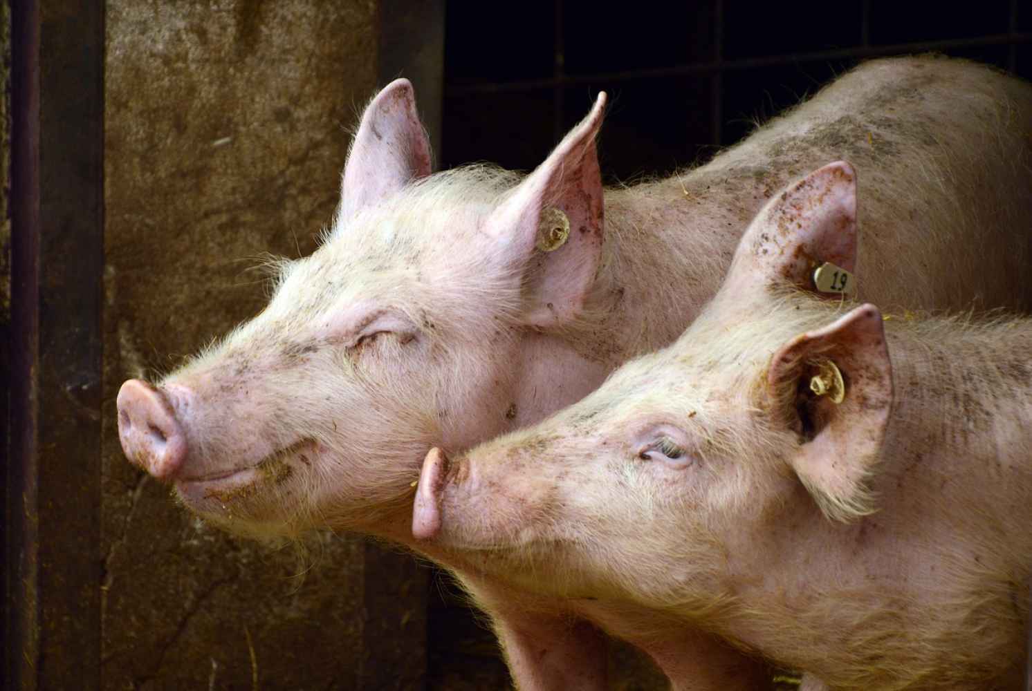 APORSO imparte en Almazán el curso Bienestar Animal en el sector porcino APORSO imparte en Almazán el curso Bienestar Animal en el sector porcino