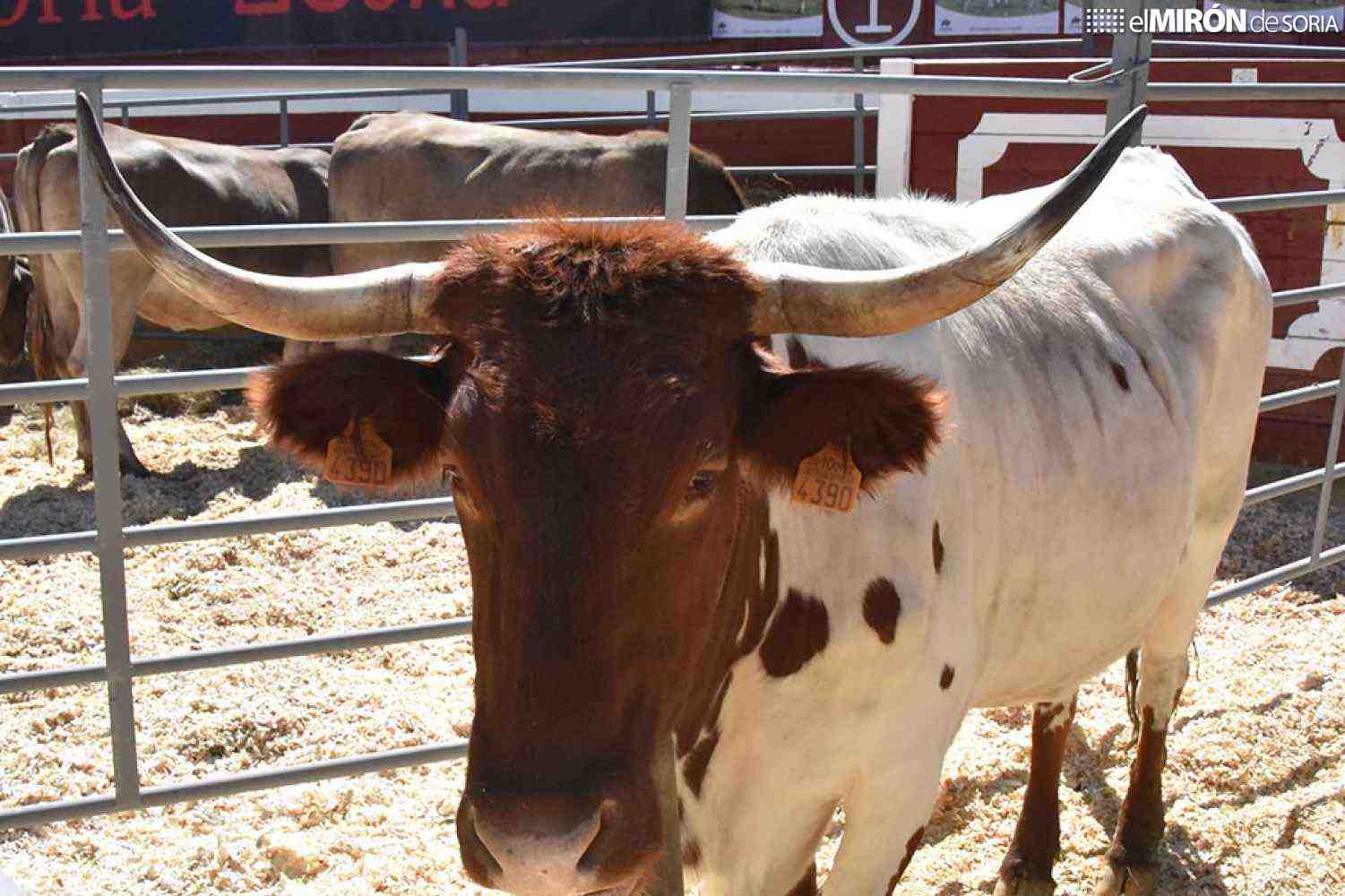 Soria celebra la XIV edición de su Feria Ganadera