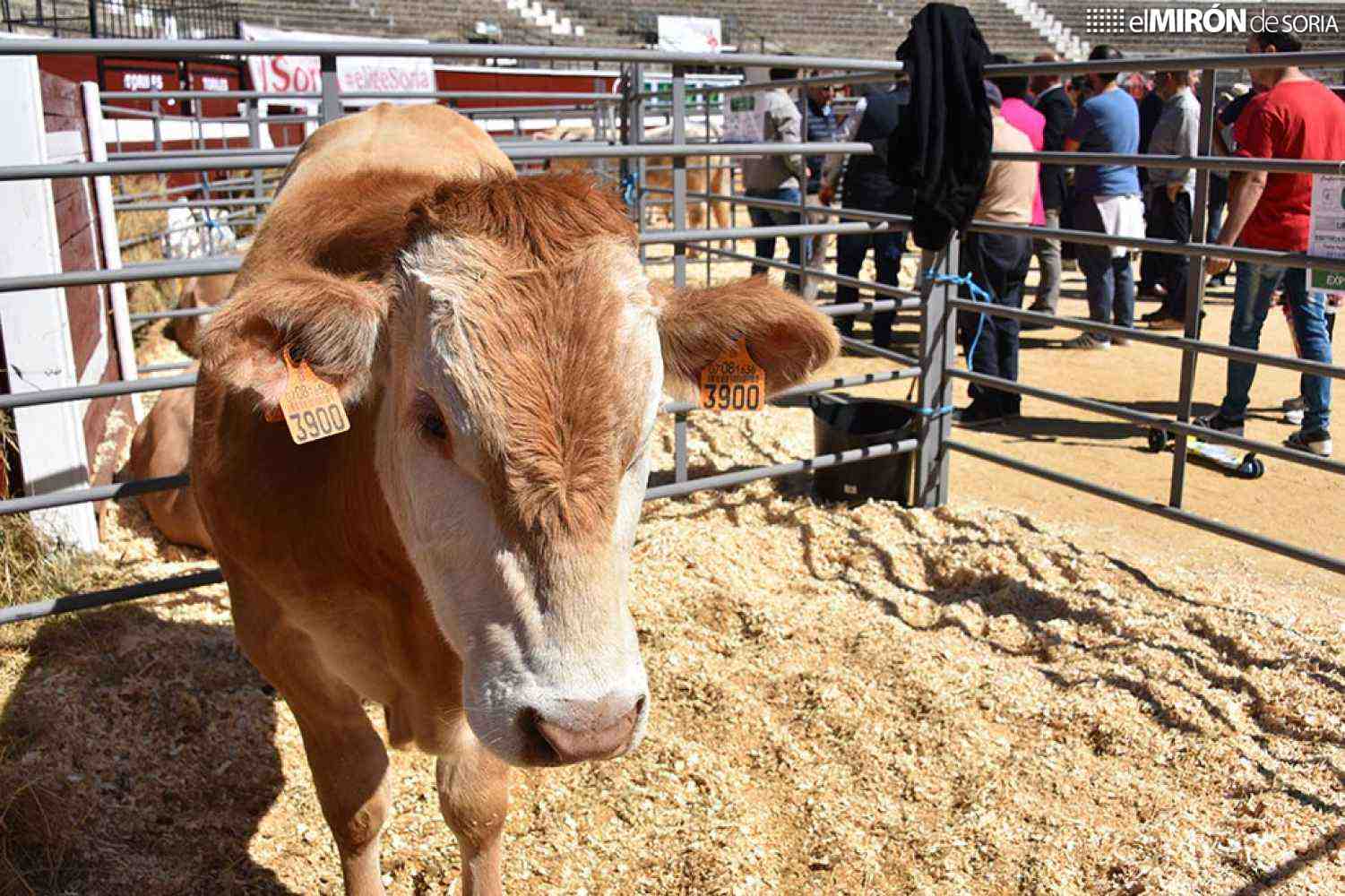 Soria recuerda su tradición ganadera con feria 